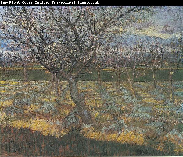 Vincent Van Gogh Flowering orchard with apricot-trees
